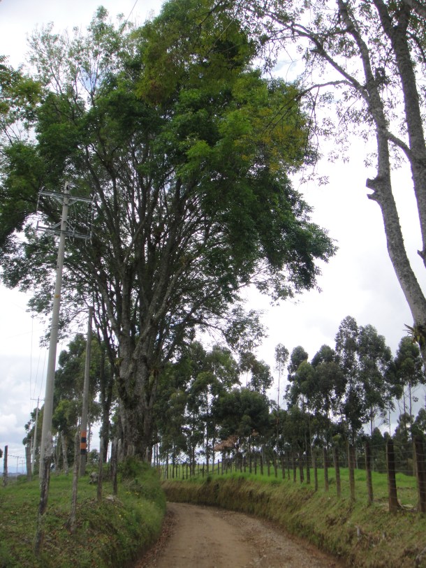 Don Elias and his coffee plantation in Salento, Colombia