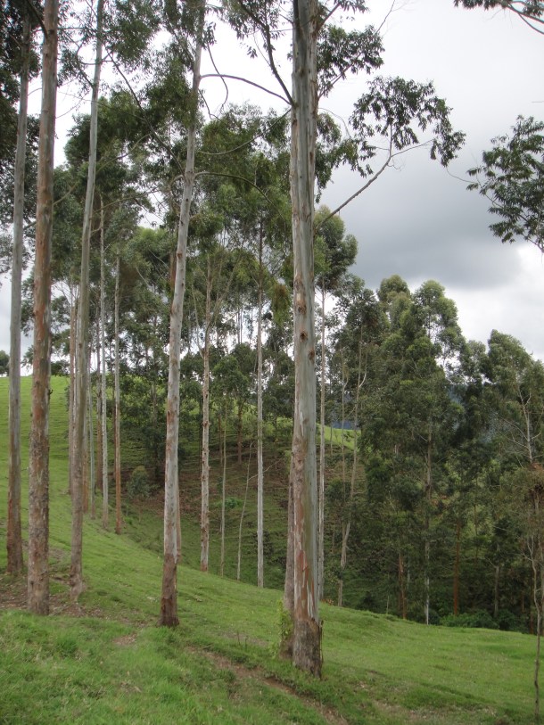 Don Elias and his coffee plantation in Salento, Colombia