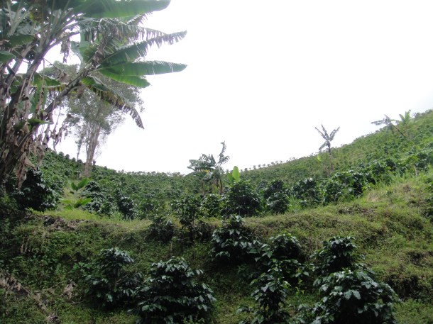 Don Elias and his coffee plantation in Salento, Colombia