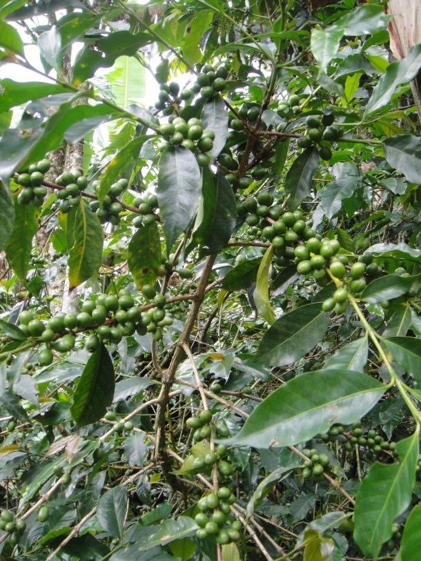Don Elias and his coffee plantation in Salento, Colombia