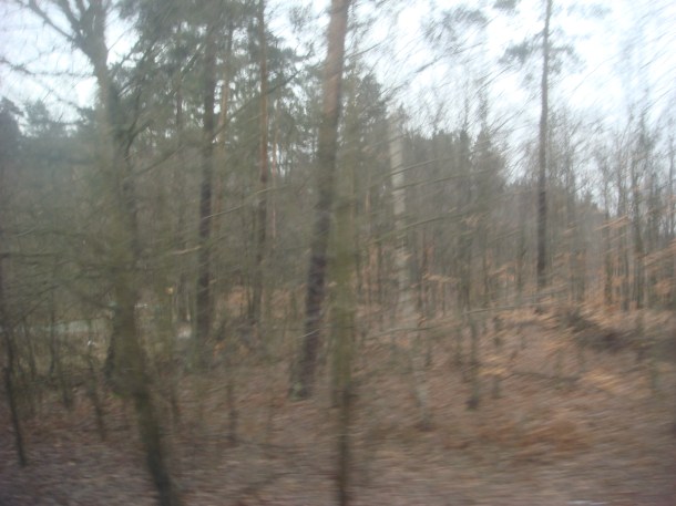 The forest around Auschwitz death camp