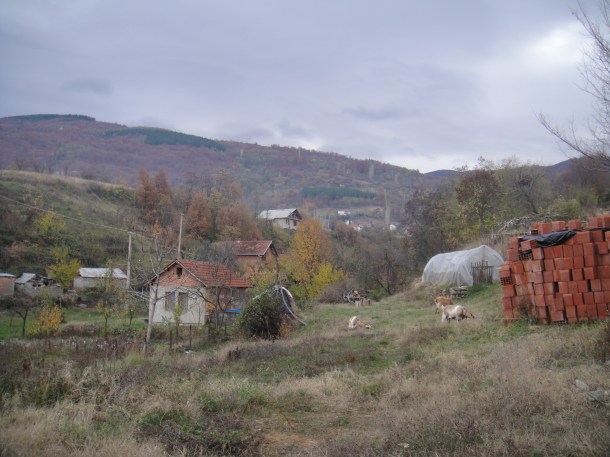 Goats in Macedonia