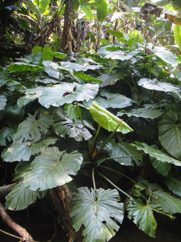 Henri Pittier National Park, Venezuela