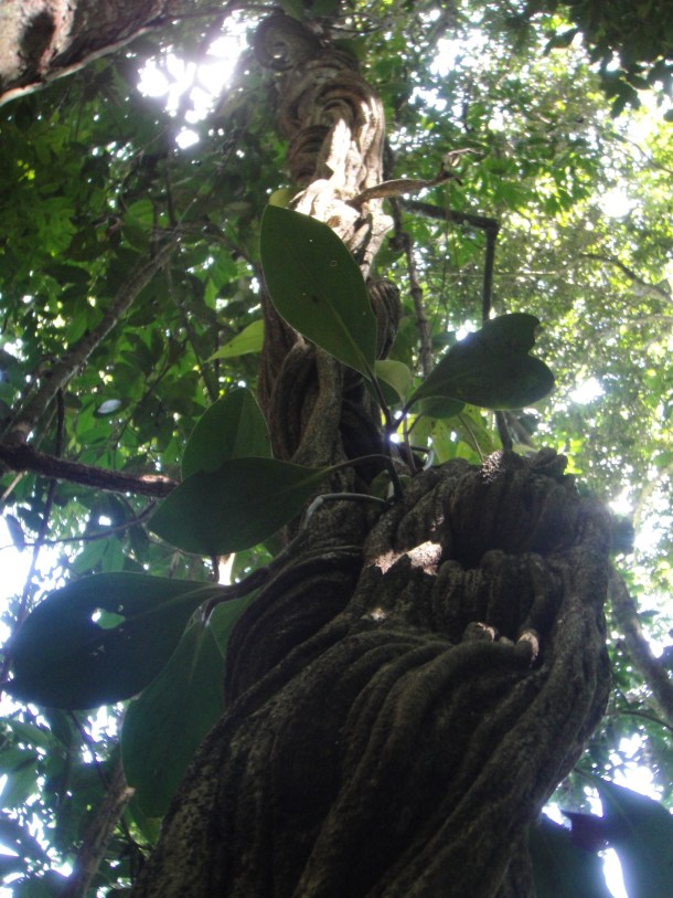 Henri Pittier National Park, Venezuela