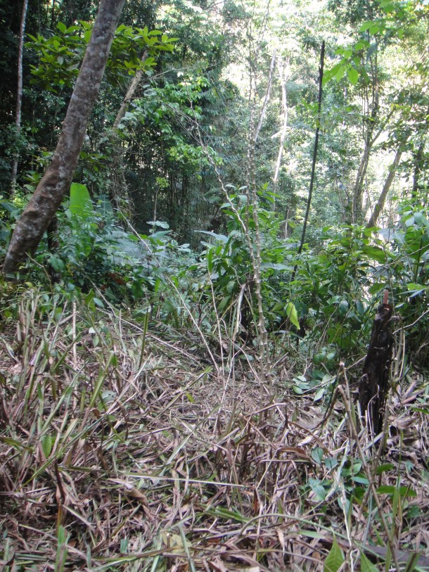 Henri Pittier National Park, Venezuela