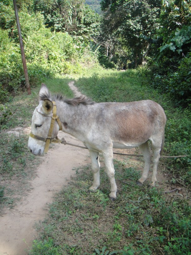 Henri Pittier National Park, Venezuela