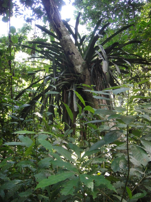 Henri Pittier National Park, Venezuela
