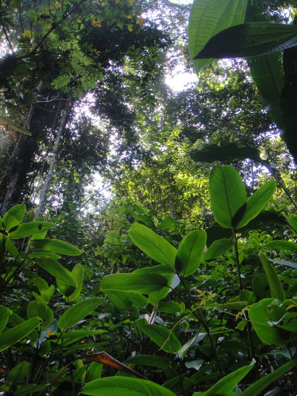 Henri Pittier National Park, Venezuela