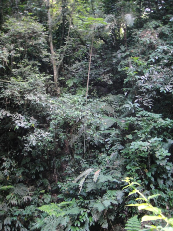 Henri Pittier National Park, Venezuela