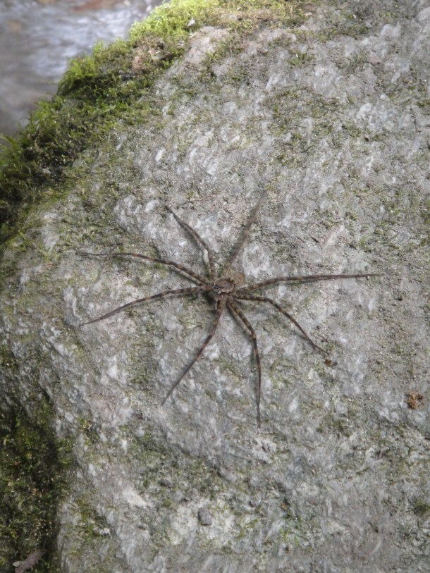 Henri Pittier National Park, Venezuela