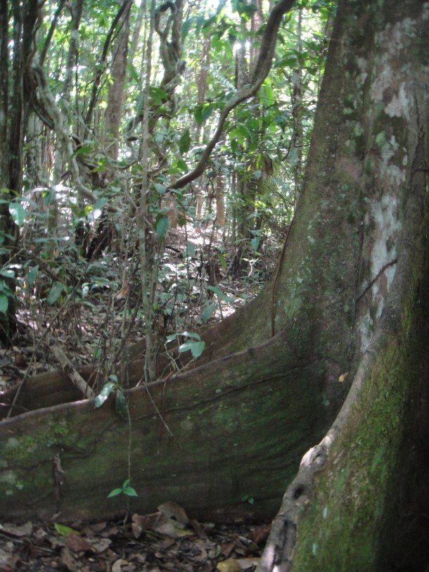 Henri Pittier National Park, Venezuela