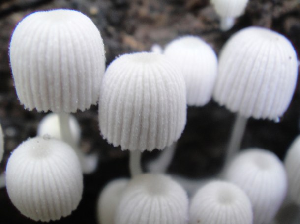 Henri Pittier National Park, Venezuela