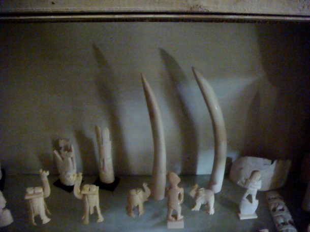 illegal-ivory-trade