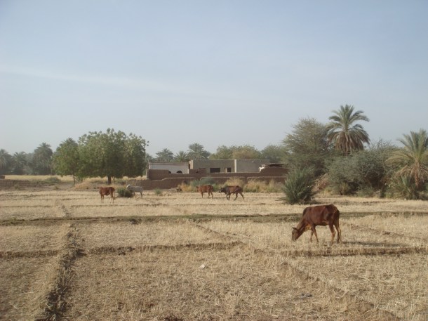 kerma_sudan