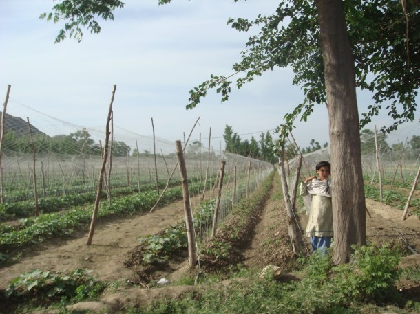 pakistan-countryside (15) Pakistan countryside around Peshawar