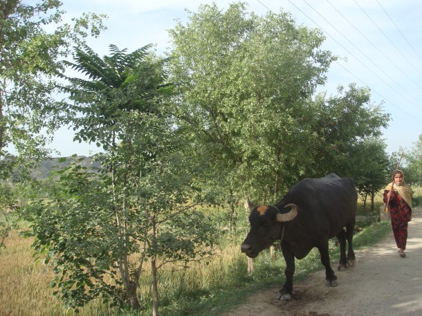 pakistan-countryside (18) Pakistan countryside around Peshawar