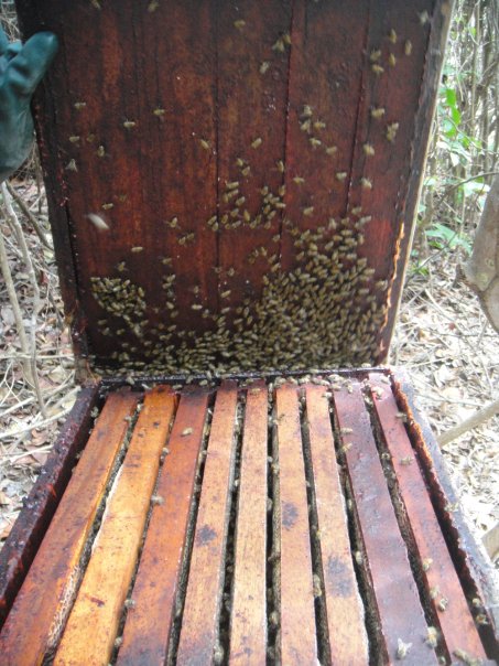 Panels inside a killer bee hive