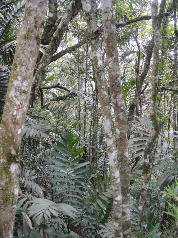 Parque Nacional El Avila, Venezuela 