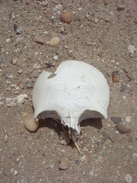 Human remains at Sai Island, Sudan