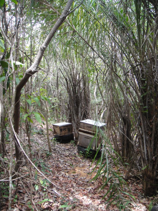 The killer bee hives in the jungle of Brazil