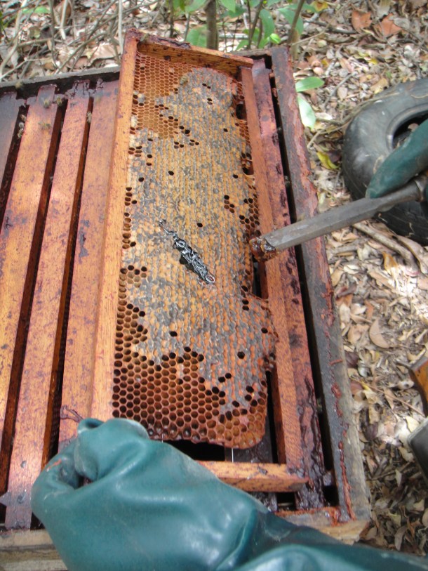 Exposing the red propolis