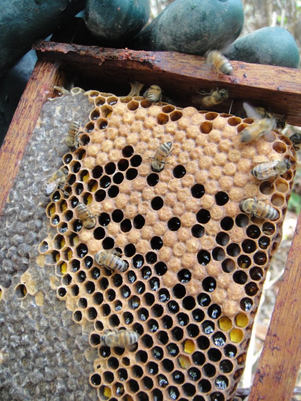 Inside the killer bee hive