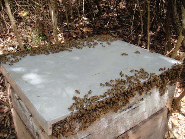 pissed off killer bees