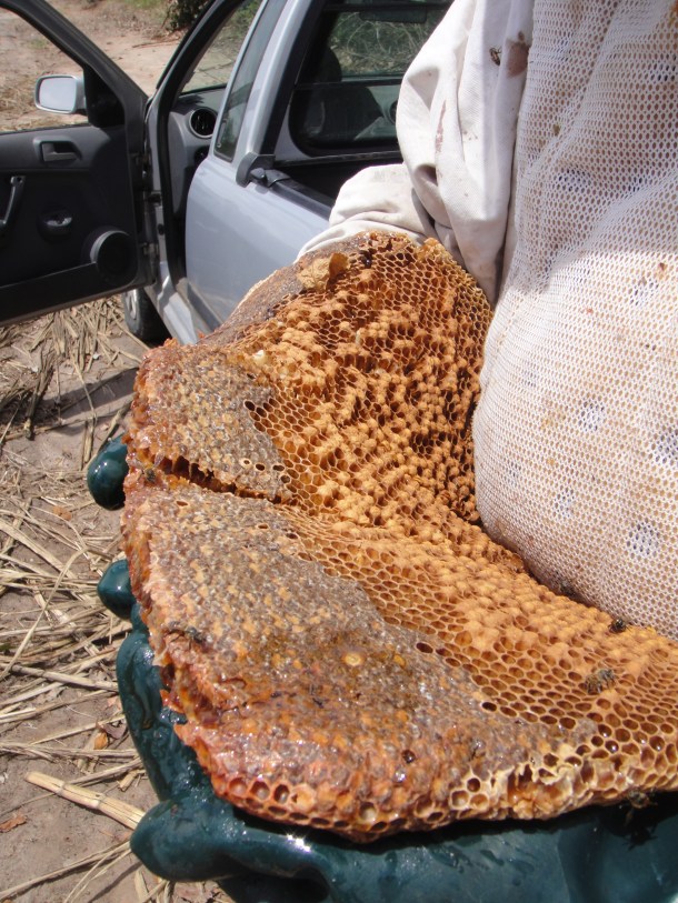 killer bee honeycomb