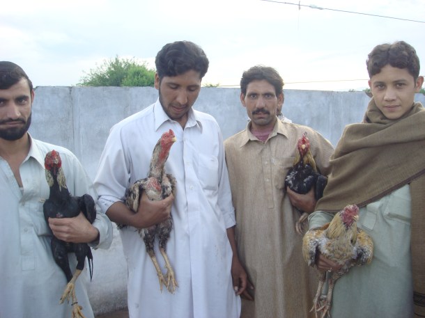bird fighting pakistan