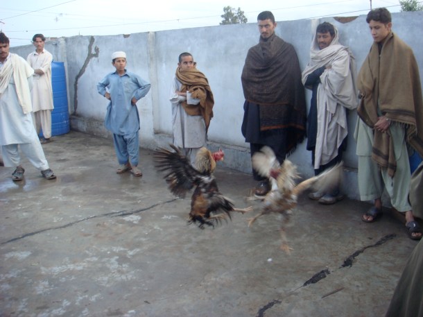 chicken-fighting-pakistan