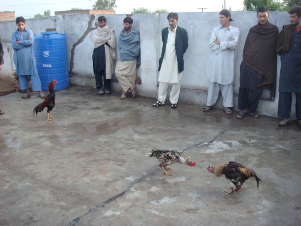 cockfighting-pakistan