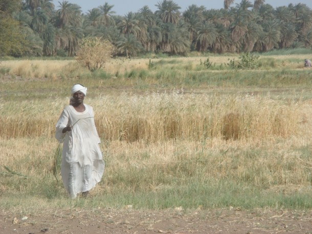 farmer-sudan