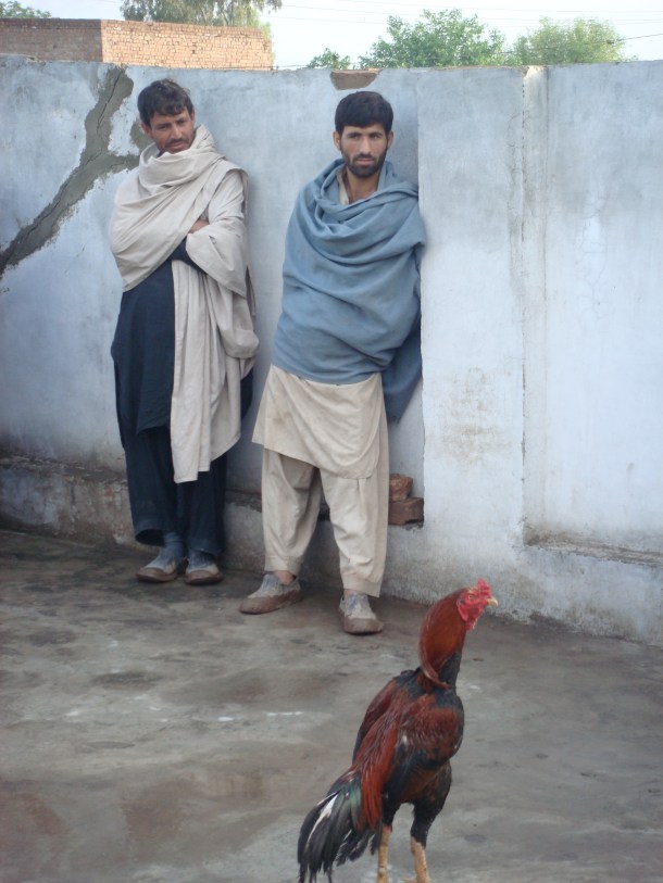 fighting-cock-pakistan