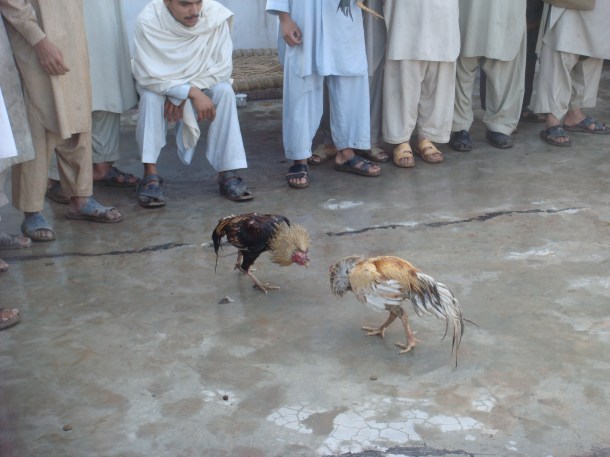 fighting-roosters-pakistan