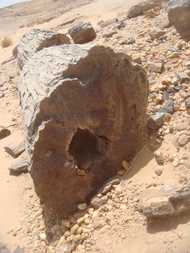 petrified-forest-sudan