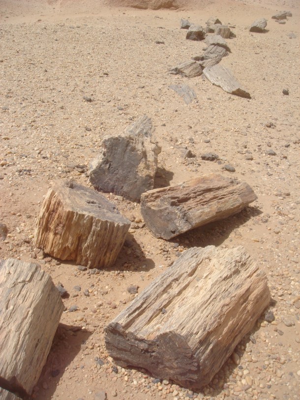 petrified-forest-sudan