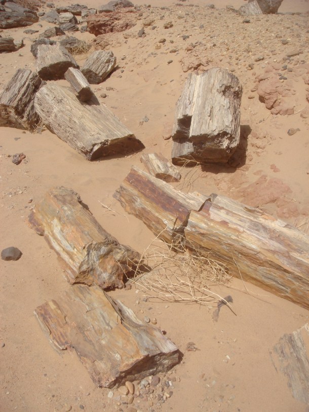 petrified-forest-sudan