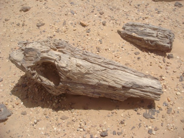 petrified-forest-sudan