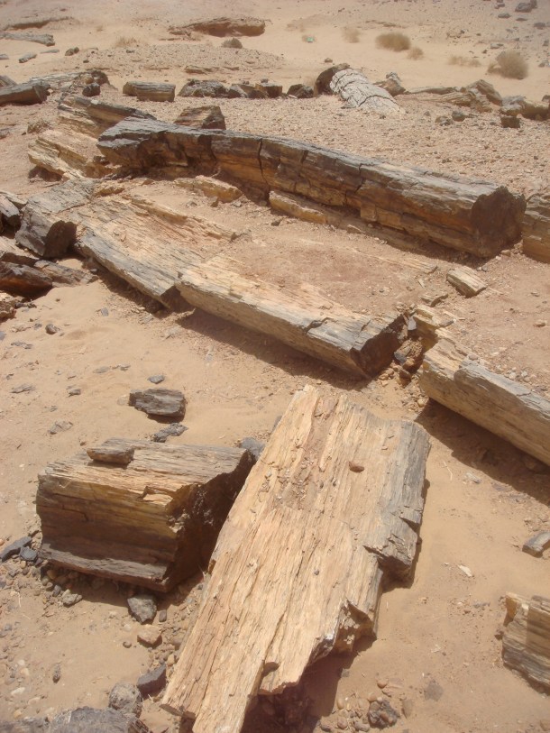 petrified-forest-sudan
