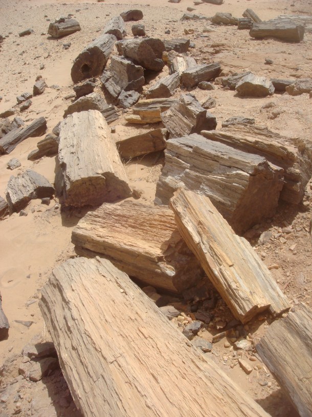petrified-forest-sudan