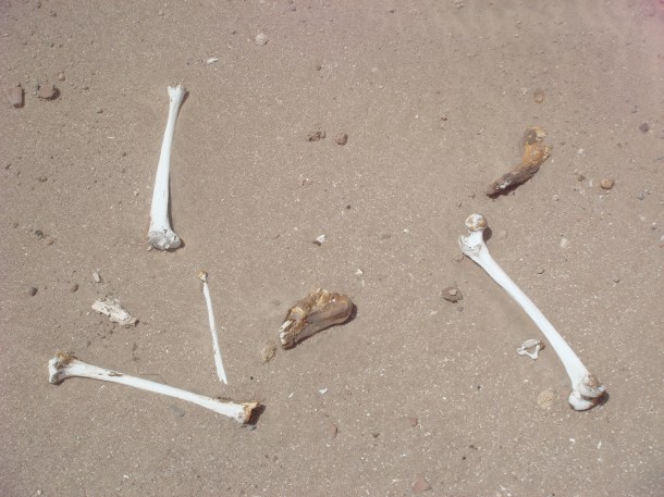 sai-island-body-parts