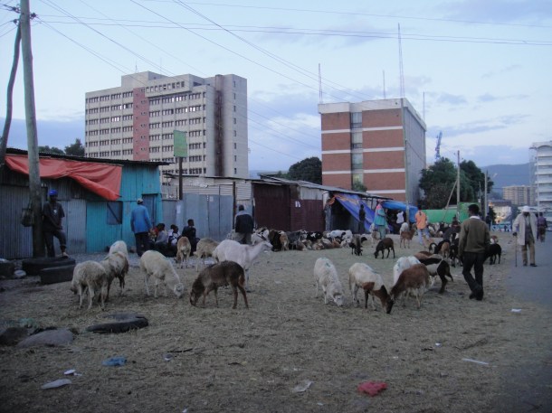 Livestock market in Addis Ababa