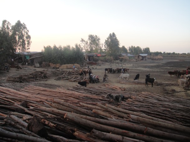 cattle market in Bahir Dar