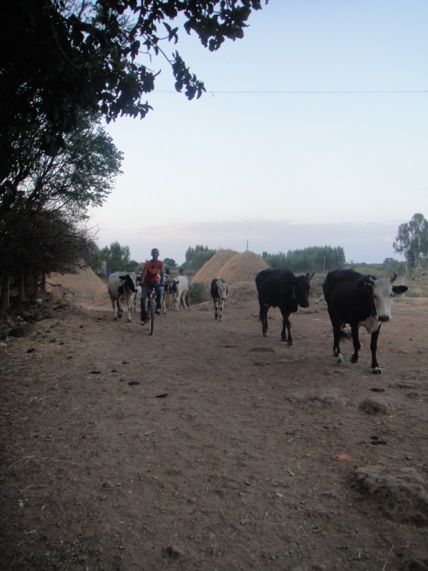 cattle drive in Bahir Dar