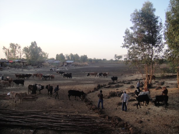 Bahir Dar cattle market