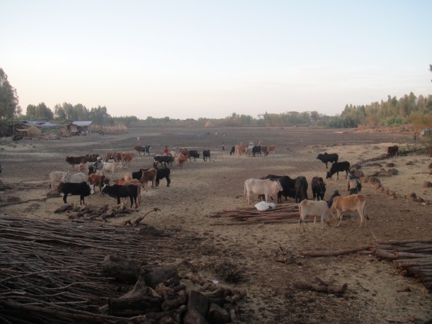 Bahir Dar cattle market