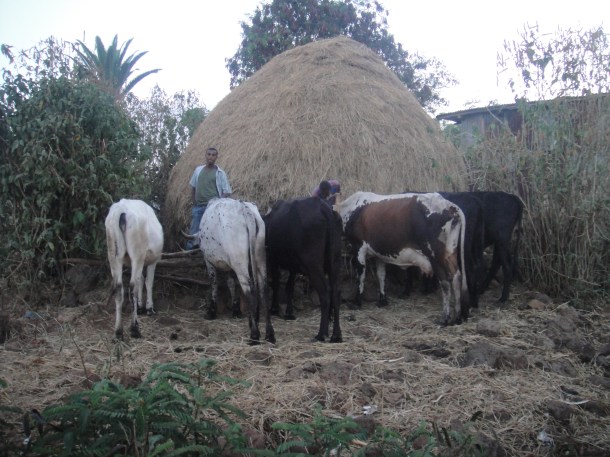 cattle market in Bahir Dar