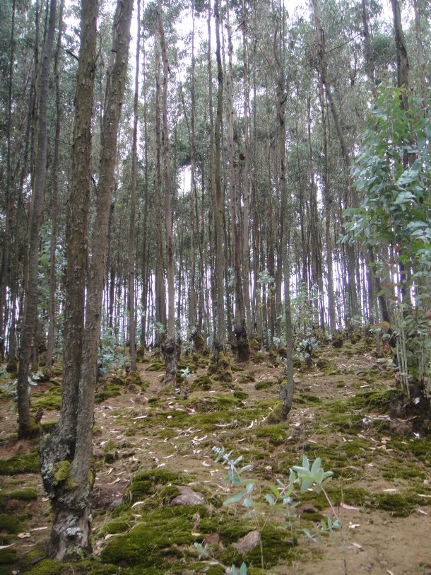 Outlaw's cave in Ethiopia