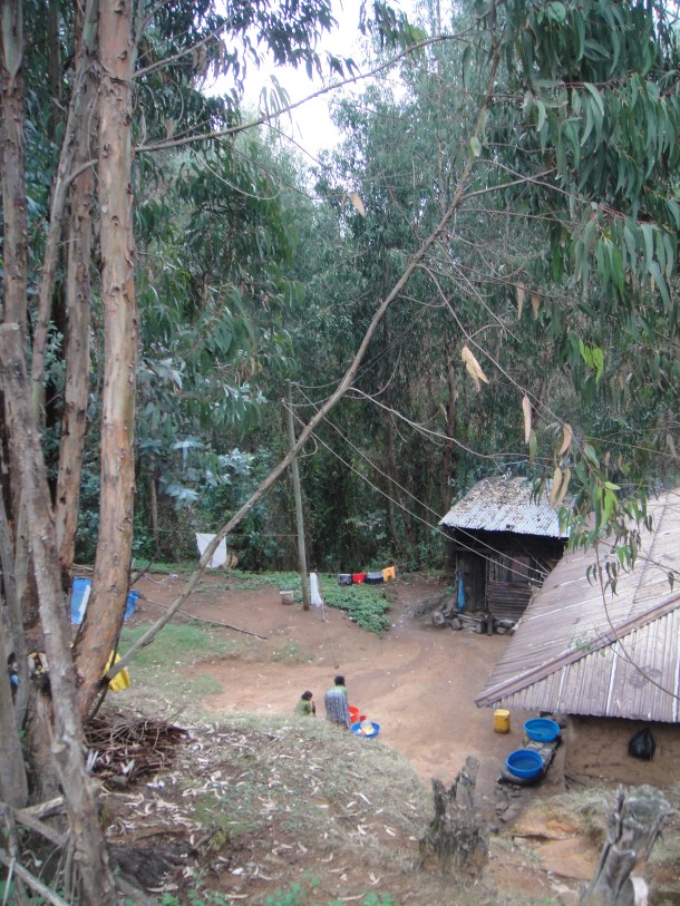 Ethiopian tree plantations
