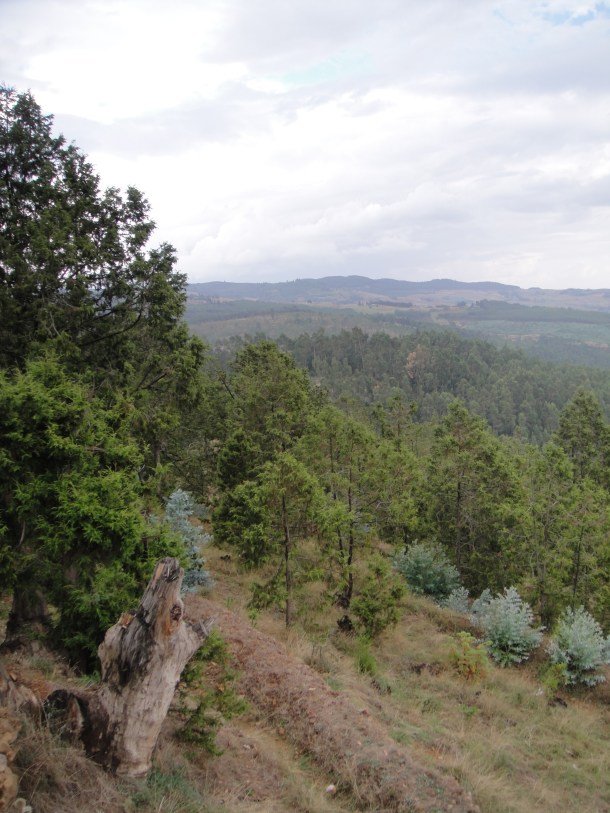 Ethiopian tree plantations